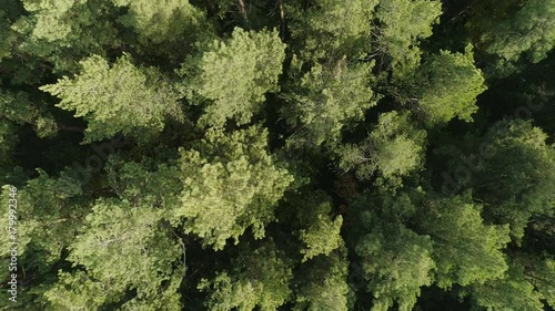 Wallpaper Mural Aero footage in motion by quadcopter of wonderful land scape autumn trees from the height. Traveling concept of clean pure scenery scene, air camera shot treeline and treetop far from the city Torontodigital.ca