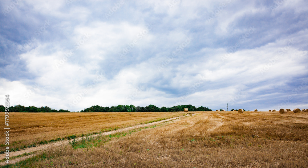 Cartway in rural area on a orange field