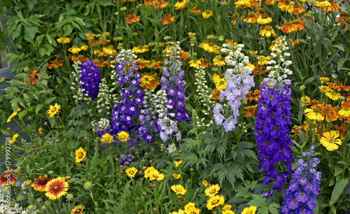 Foto Colourful flower border with mixed planting including Delphiniums Magic fountain