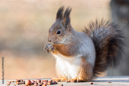 red squirrel on a branch in autumn