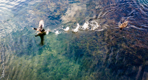 A gander flying away from a female duck