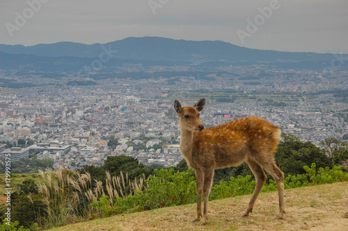 Nara town in Japan. Famous for history and wild deer