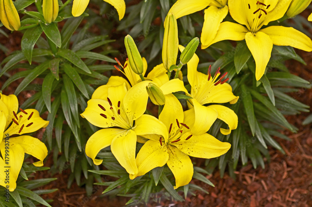 Obraz premium Close up of Lilium Yellow Joy in a country garden
