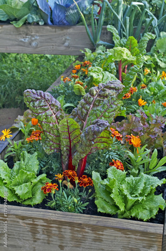 A raised bed opf vegetables and flowers in a urban garden