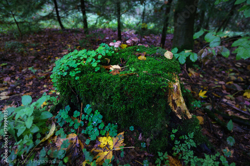 Moos auf einem Stamm