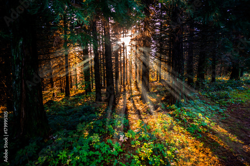 Sonnenstrahlen im Herbstwald