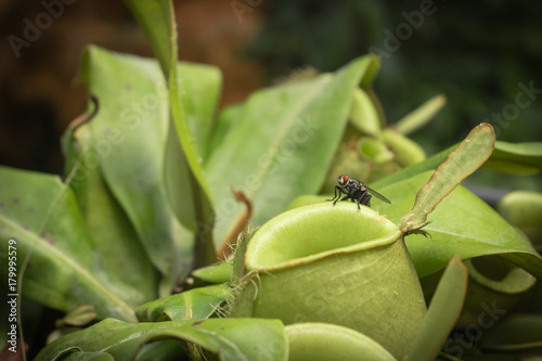 Close up fly on pitcher plant or Nepenthes ampullaria or monkey cup.