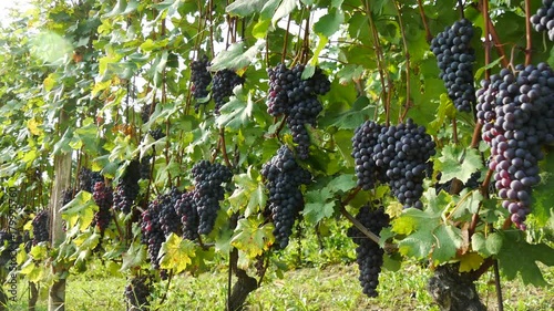 Grappoli di uva coltivazioni di vino Barolo e Novello nelle Langhe