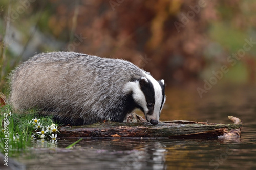 Beautiful European badger (Meles meles - Eurasian badger) in his natural environment by the water near autumn forest