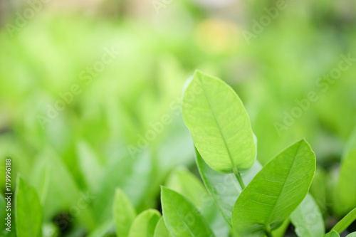 Natural green plants background or wallpaper. nature view of green leaf in garden at summer under sunlight.