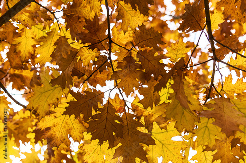 yellow oak leaves  Autumn background from the fallen down leaves.