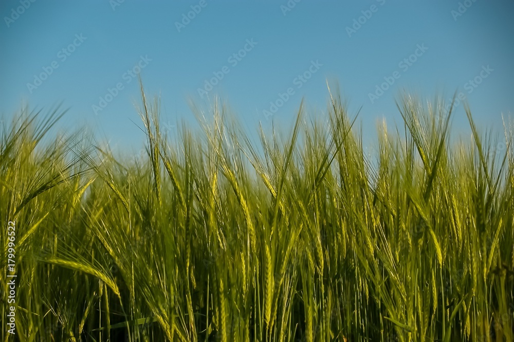 Kornfeld Kornfeld