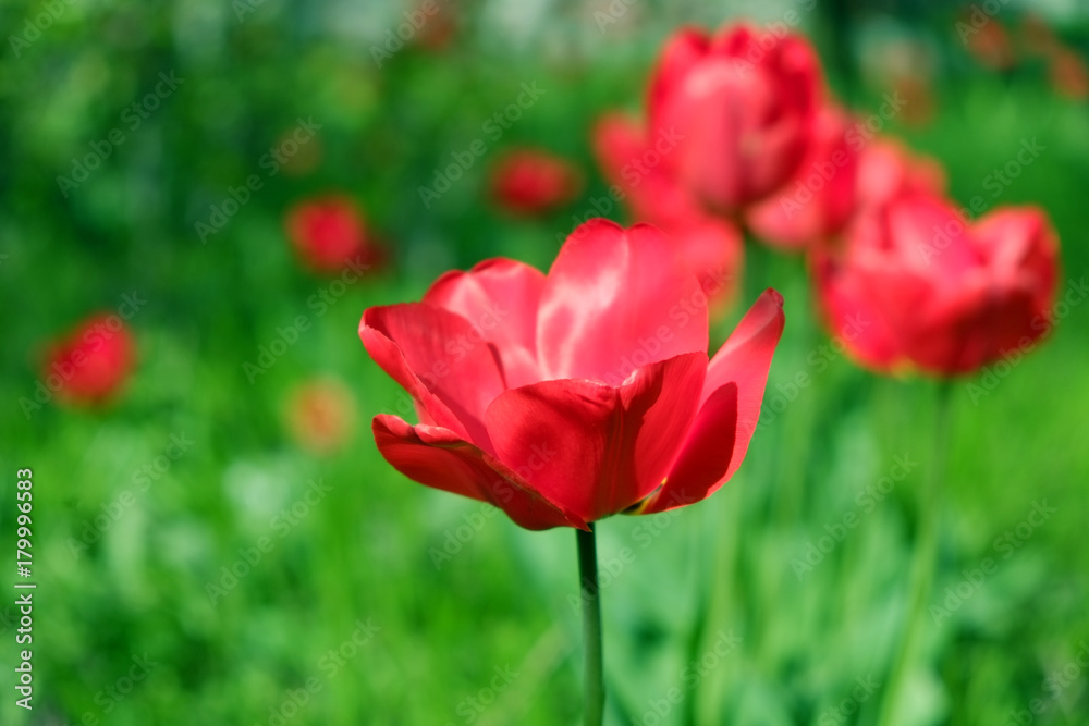 Fototapeta premium red tulips in the garden 