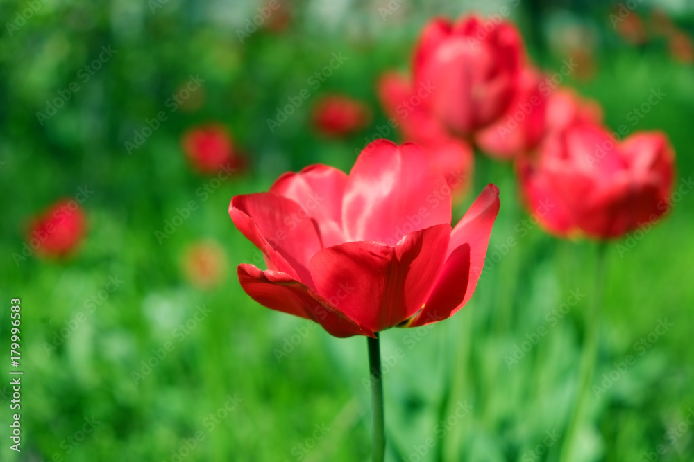 red tulips in the garden 