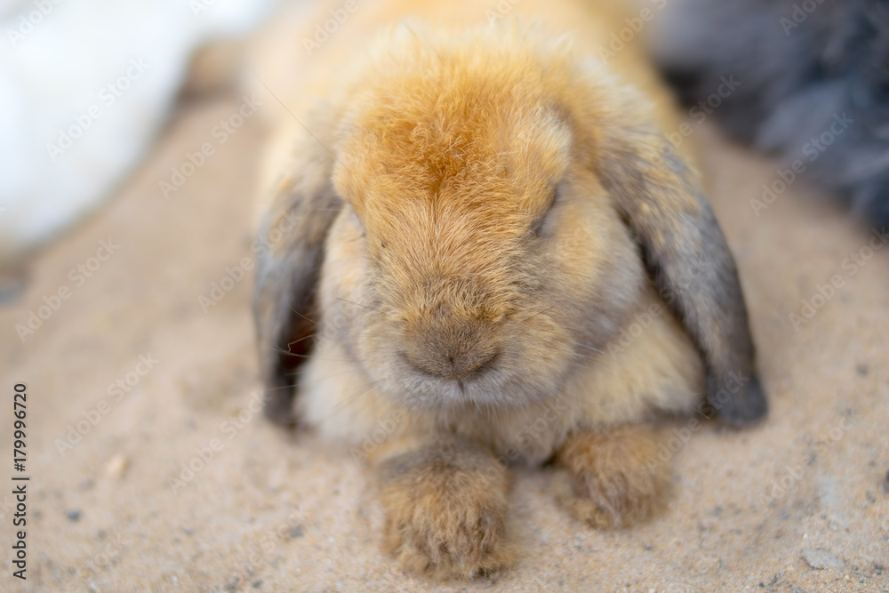 Fluffy cute rabbit sweetly sleeps. Fluffy cute rabbit sweetly sleeps.