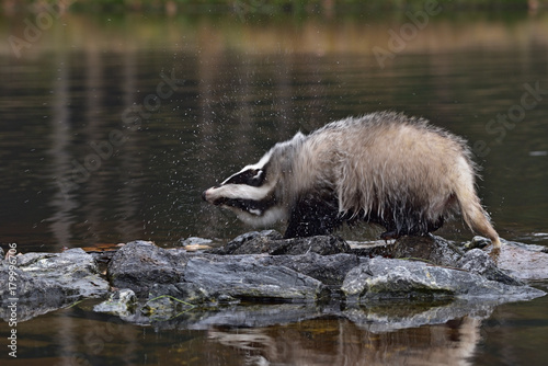 Beautiful European badger (Meles meles - Eurasian badger) in his natural environment in the water near autumn forest photo