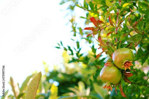 Ripe Colorful Pomegranate Fruit on Tree Branch. The Foliage on the Background. Text space.