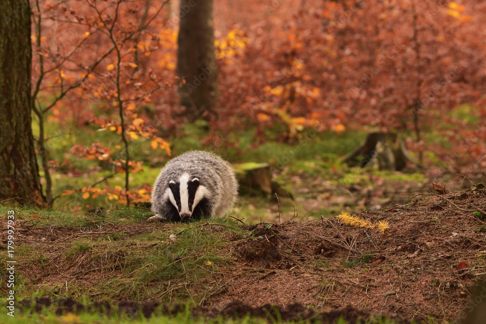 Φωτογραφία Beautiful European badger (Meles meles - Eurasian badger) in his natural environ