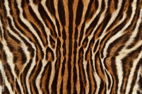 feline fur texture background