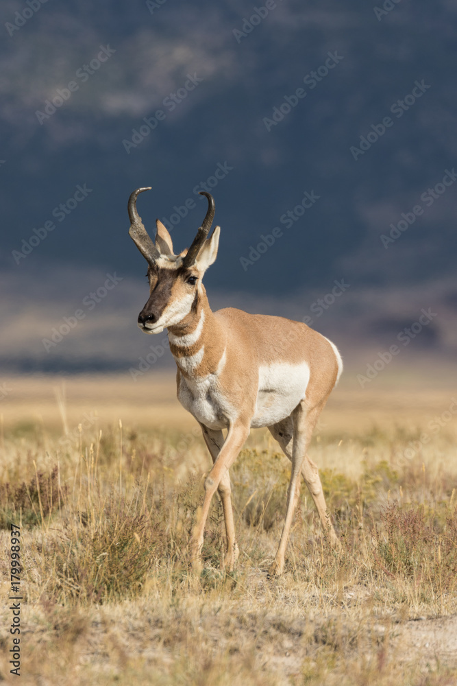 Pronghorn Antelope buck on the Prairie Pronghorn Antelope buck on the Prairie