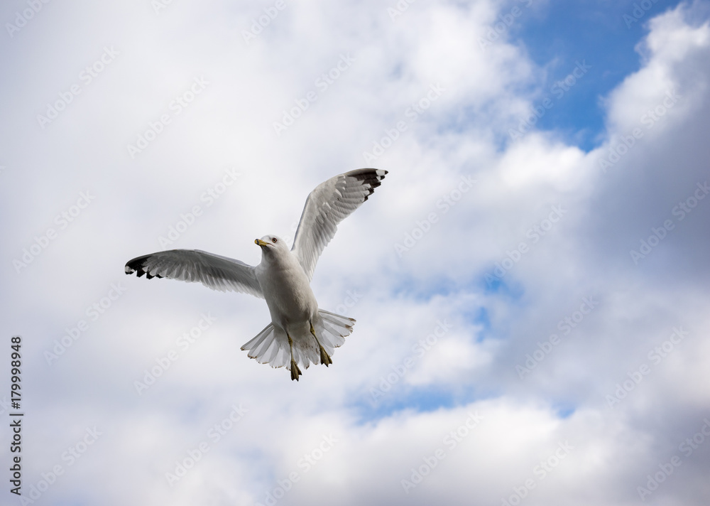 Obraz premium Ring-billed gull in flight