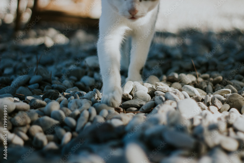 Fototapeta premium cat legs close up walking at the beach