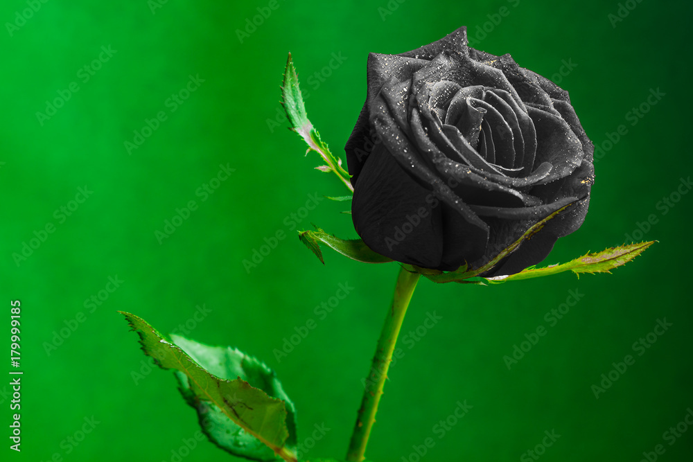 black rose on green background - obrazy, fototapety, plakaty 