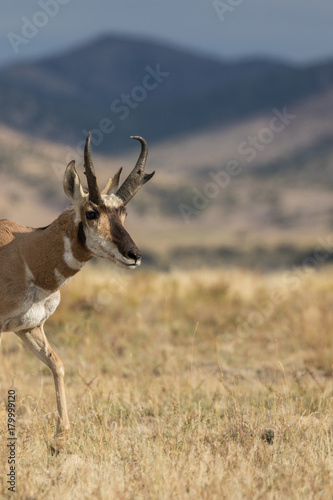 Pronghorn Antelope buck on the Prairie