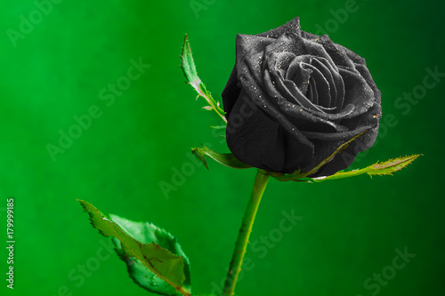 black rose on green background