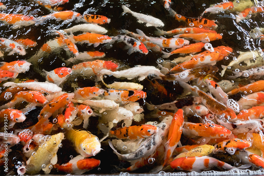 Colorful fancy carp fish, koi fish Colorful fancy carp fish, koi fish