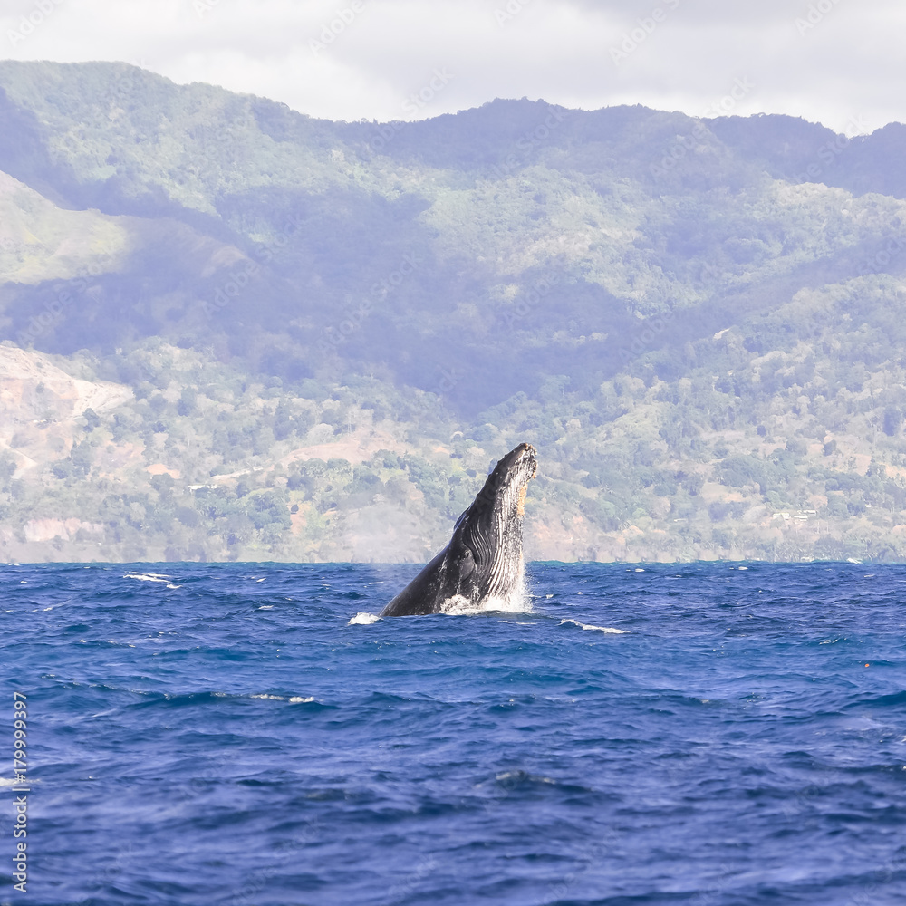 Fototapeta premium Whale breathing in Pacific ocean, head 