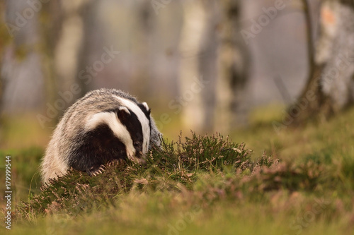 Beautiful European badger (Meles meles - Eurasian badger) in his natural environment in the autumn forest and country