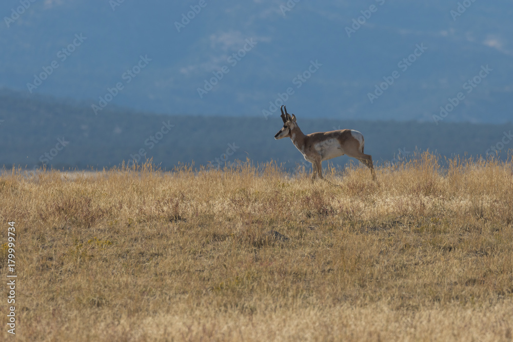 Pronghorn Antelope buck on the Prairie Pronghorn Antelope buck on the Prairie