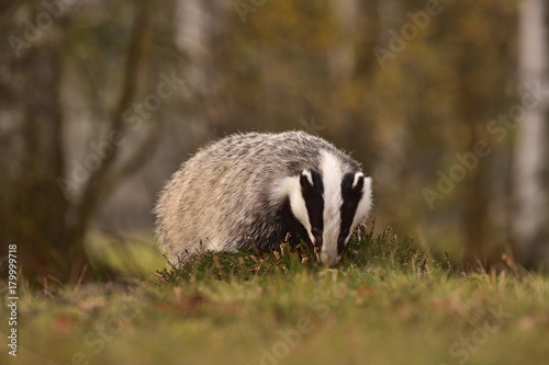 Beautiful European badger (Meles meles - Eurasian badger) in his natural environment in the autumn forest and country © Lukas