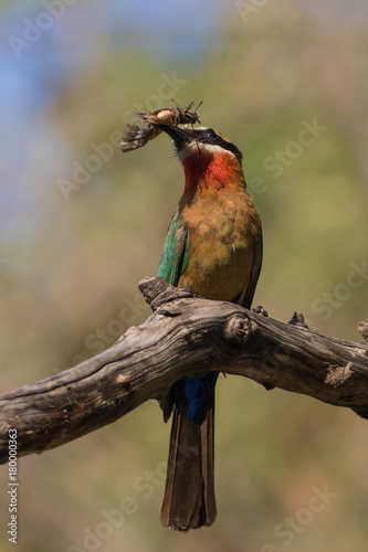 White-fronted Bee-eater with butterfly on a branch photo