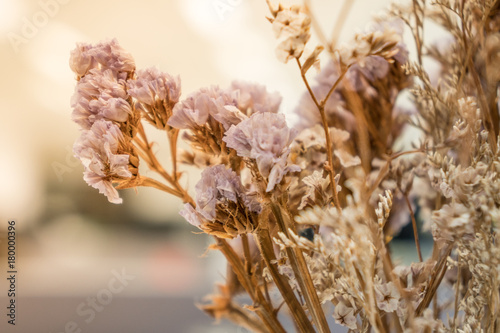 dry purple flower
