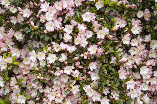 Rhododendron 'Roehr's Peggy Ann'