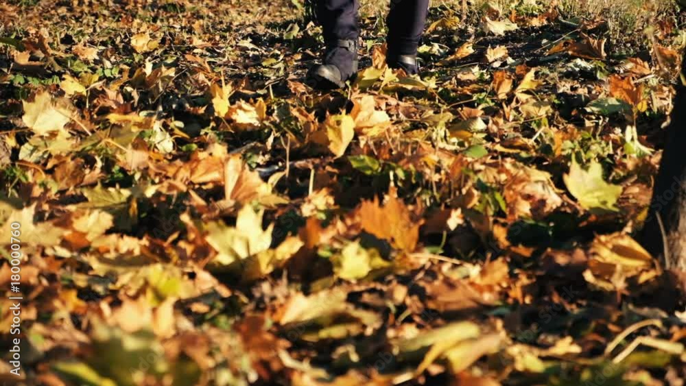 Girl legs walk along the autumn leaves Girl legs walk along the autumn leaves