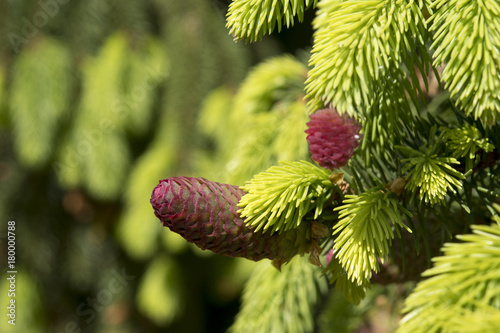 Picea abies 'Acrocona' photo