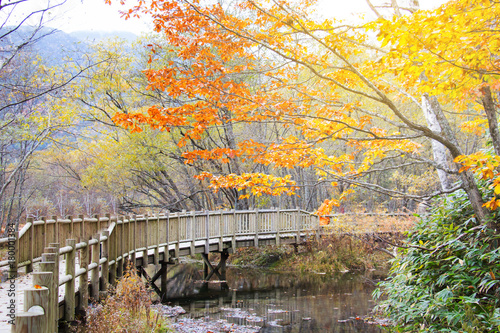 Natural scene of autumn leave (fall) in Kamikochi, Matsumoto, Japan
