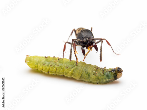 Extreme close-up image of Pachycondyla rufipes worker ant killing and transporting dead green worm on white background © poravute