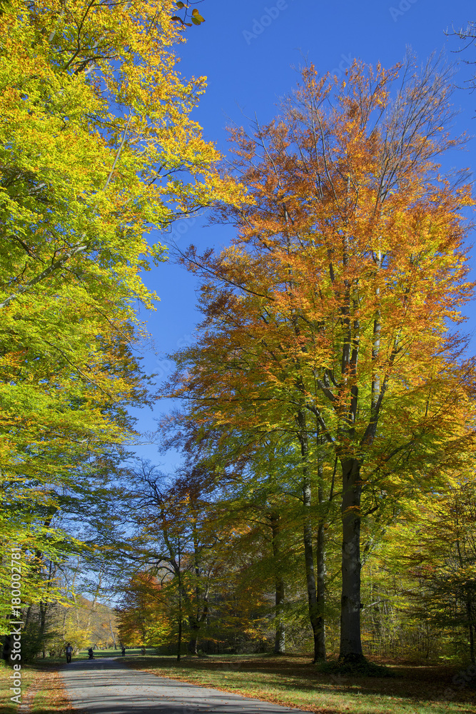 Bunte Laubbäume im Herbst