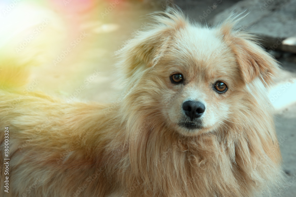 Cute fluffy dog smiles. Great photo on a sunny day. Symbol of 2018