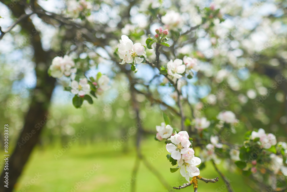 apple blossom closeup apple blossom closeup