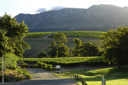 Vineyard Cape Town