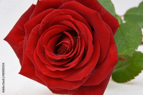 Nahaufnahme einer Rose