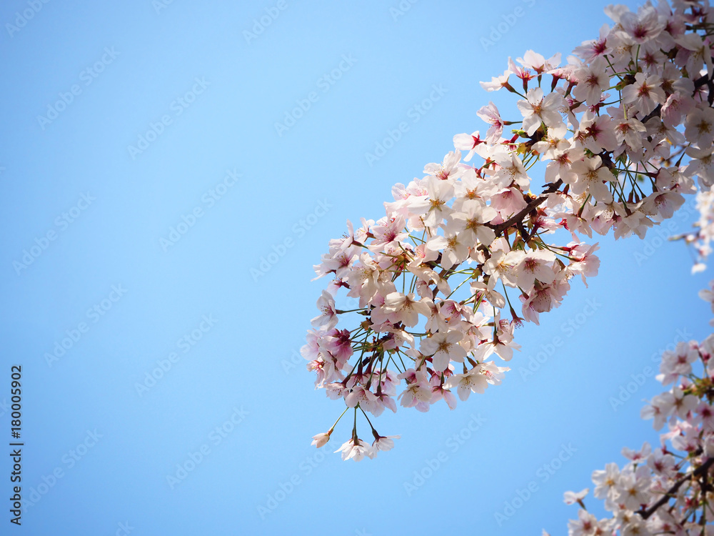 Cherry blossom (sakura) in spring season against blue sky in Japan Cherry blossom (sakura) in spring season against blue sky in Japan
