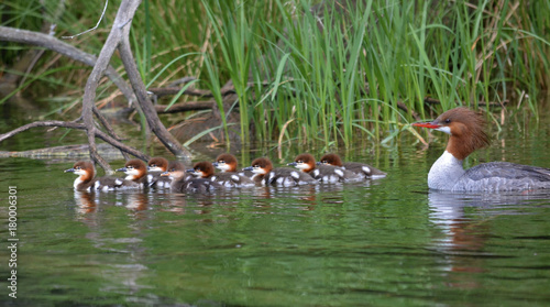 Common Merganser with babies