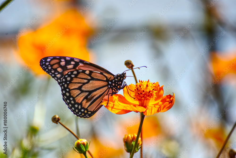 Beautiful monarch butterfly on an orange flower in summer Beautiful monarch butterfly on an orange flower in summer