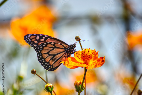 Beautiful monarch butterfly on an orange flower in summer 